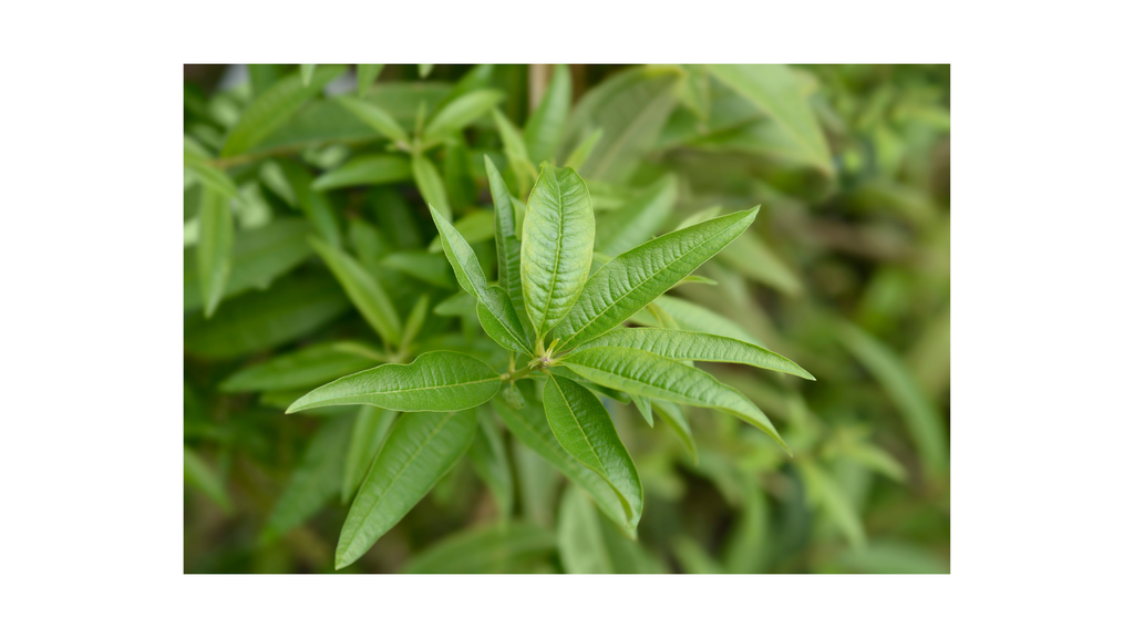 Organic Loose Leaf Lemon Verbena