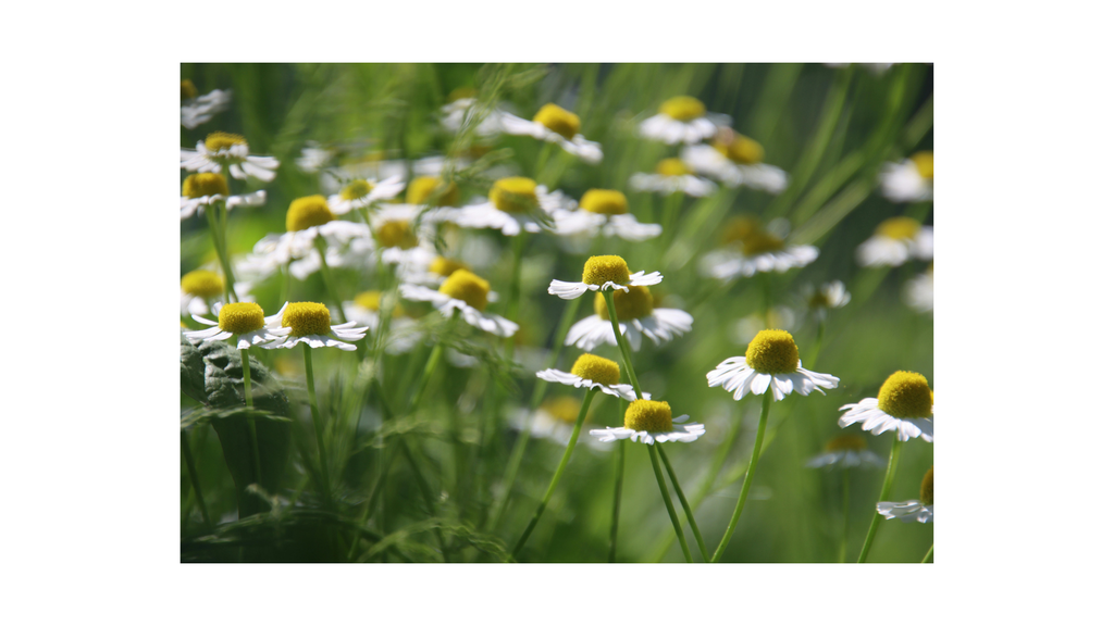 Organic Loose Leaf Chamomile
