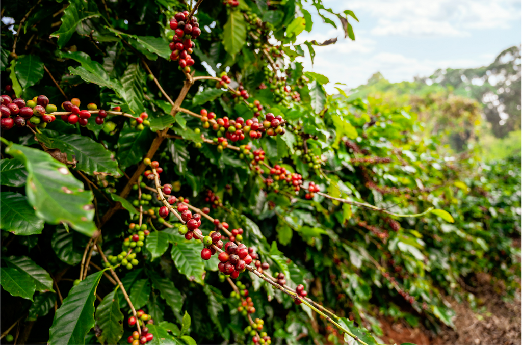 Herbes en Carob Organic Coffee