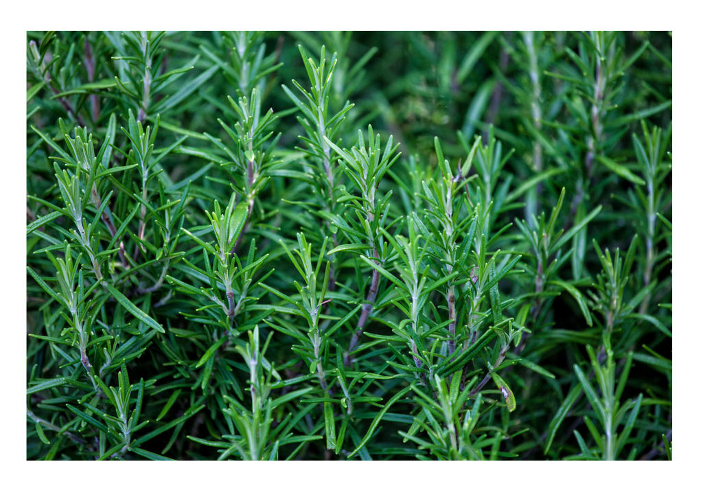 Herbes en Carob Organic Coffee