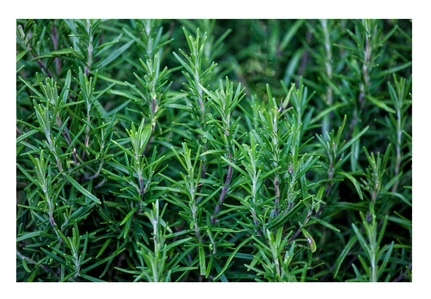Herbes en Carob Organic Coffee