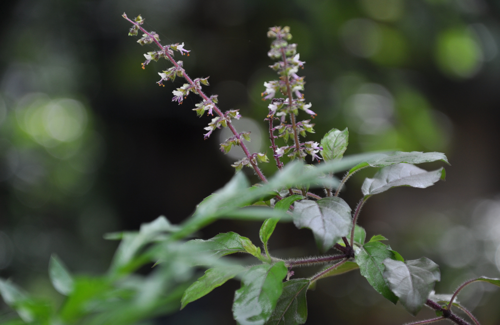 Ironwood Grove Organic Coffee