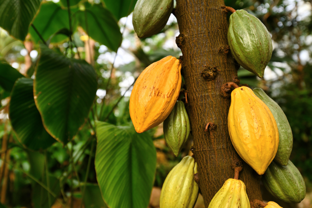 Coco Lavende Organic Coffee