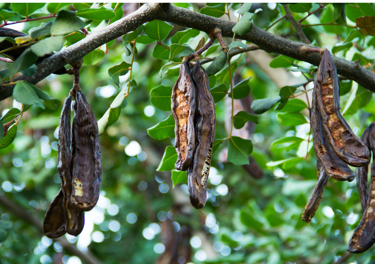 Herbes en Carob Organic Coffee