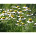 Organic Loose Leaf Chamomile