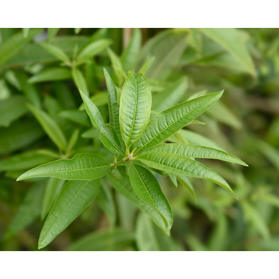 Organic Loose Leaf Lemon Verbena