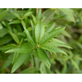 Organic Loose Leaf Lemon Verbena