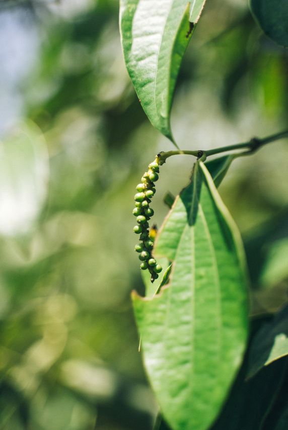 Ironwood Grove Organic Coffee