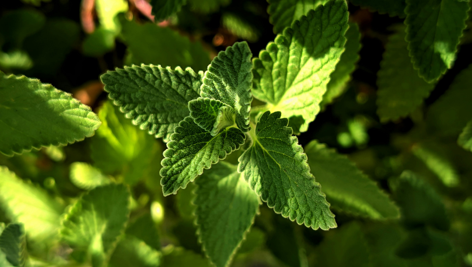 Coco Menthe Organic Coffee