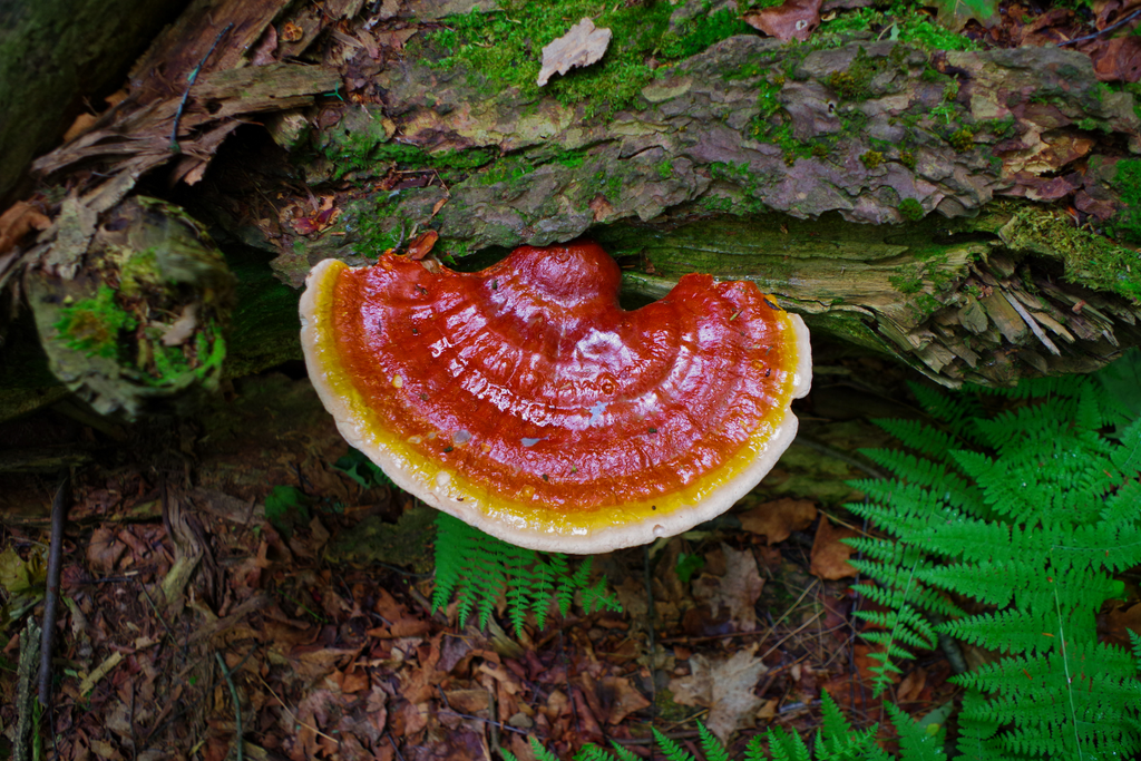 Five Fungi Blend Organic Drinking Chocolate