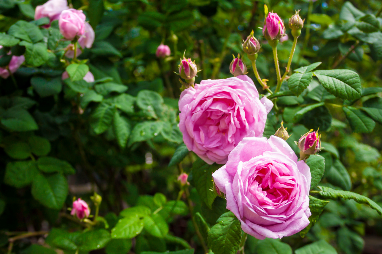 Maca Rose Organic Coffee
