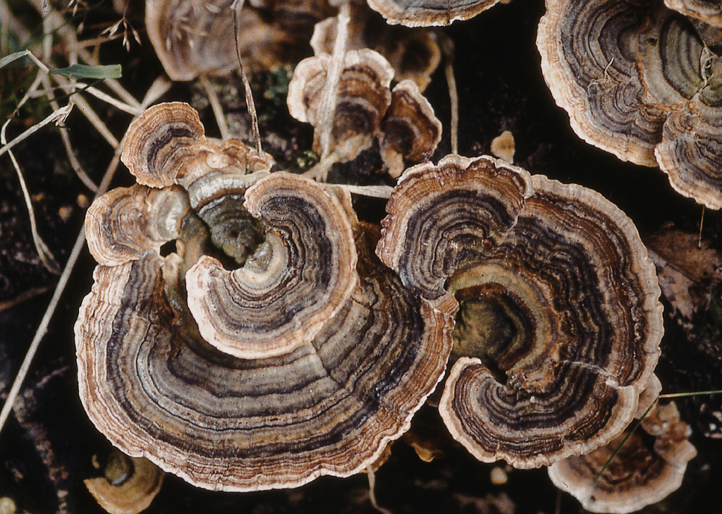 Five Fungi Blend Organic Drinking Chocolate