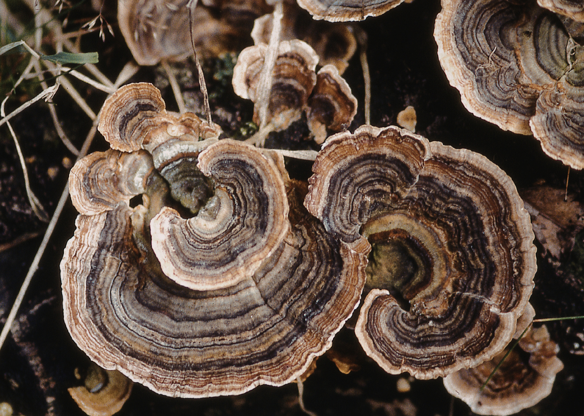 Five Fungi Blend Organic Drinking Chocolate